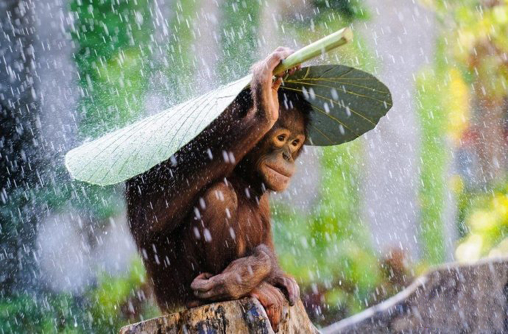 <b>避雨的猩猩</b>